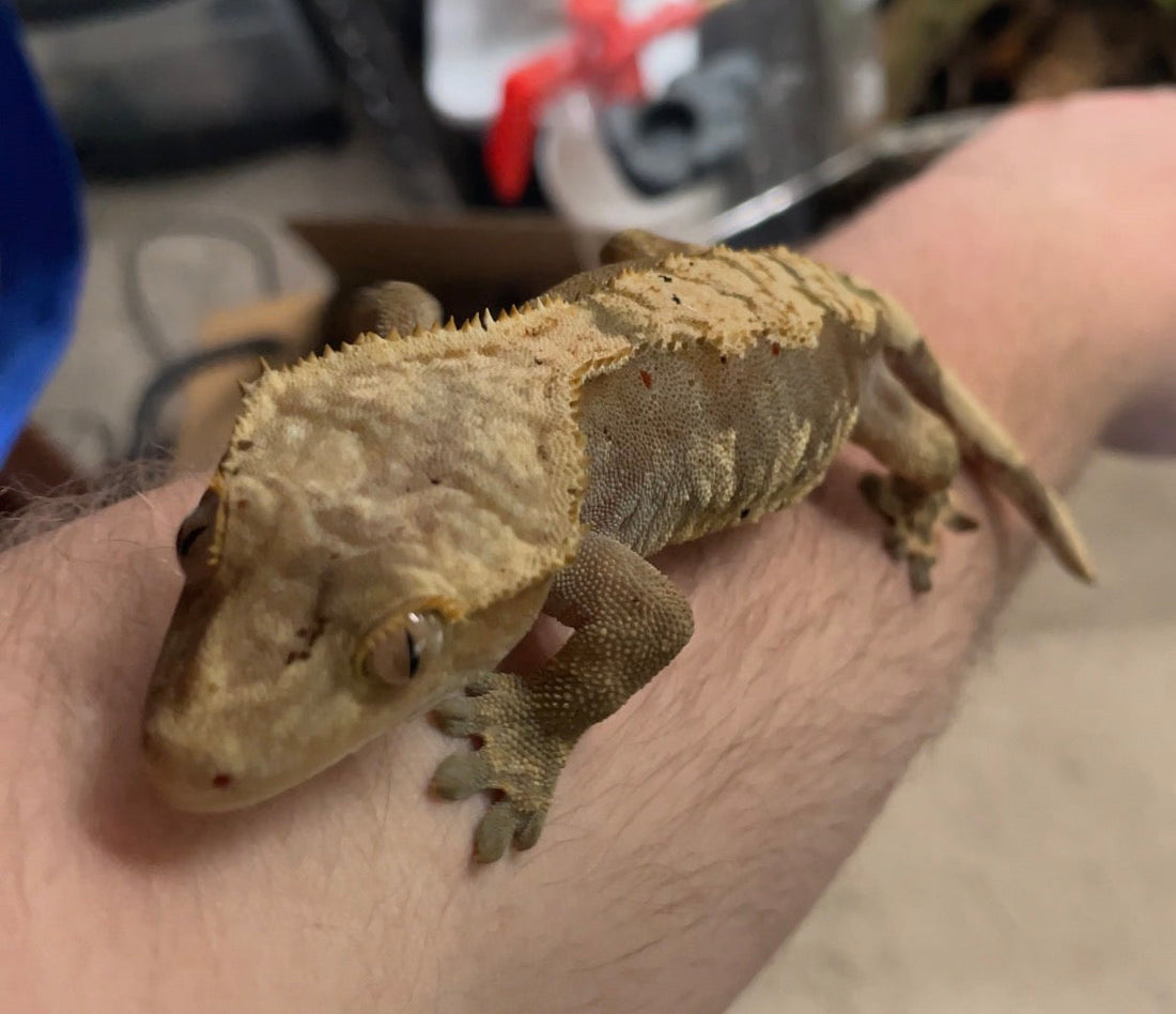 Guide to Crested Gecko Info, Care, Terrarium Set-Up