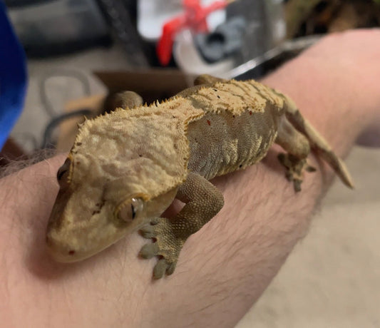 Guide to Crested Gecko Info, Care, Terrarium Set-Up