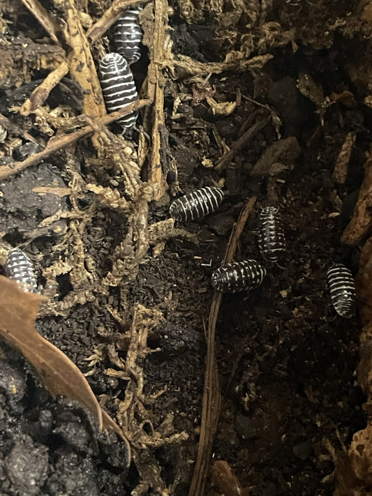 Zebra Isopod Care Guide: Setup, Feeding, and Breeding Tips