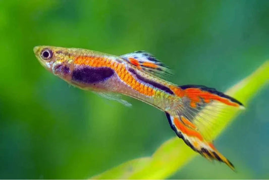 Endler's Livebearer Care Guide, Tankmates, Aquarium Set-Up