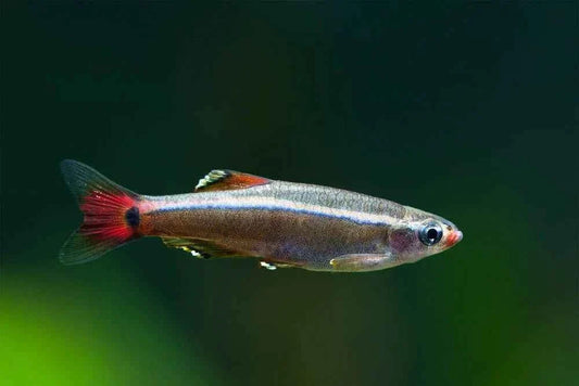 White Cloud Mountain Minnow Care Guide: Tank Setup, Tankmates & More