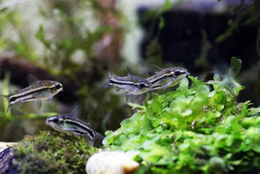 Pygmy Corydoras Care Guide: Aquarium Setup, Tank Mates & More