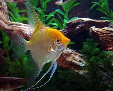 Freshwater Angelfish (Pterophyllum scalare) Care Guide