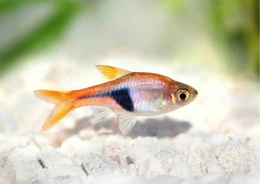 Harlequin Rasbora (Trigonostigma heteromorpha) Care Guide