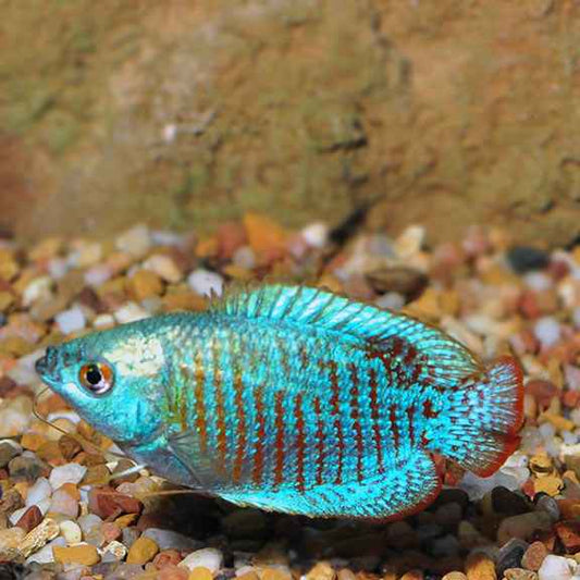 Dwarf Gourami Care Guide: Aquarium Setup, Tank Mates & More