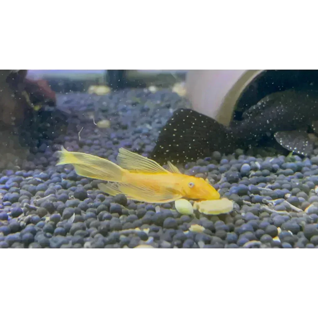 Bristlenose Pleco Care Guide, Tank Mates, Breeding, Aquarium Set-Up