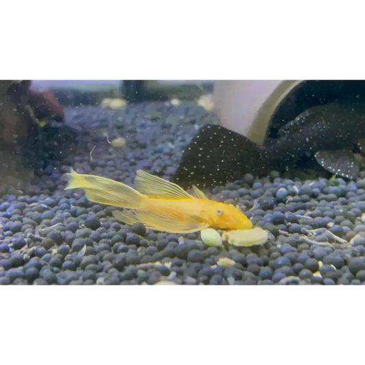 Bristlenose Pleco Care Guide, Tank Mates, Breeding, Aquarium Set-Up