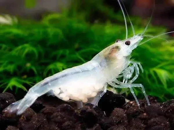 Neocaridina Shrimp Tank Mates, Breeding, Aquarium Set-Up for Beginners