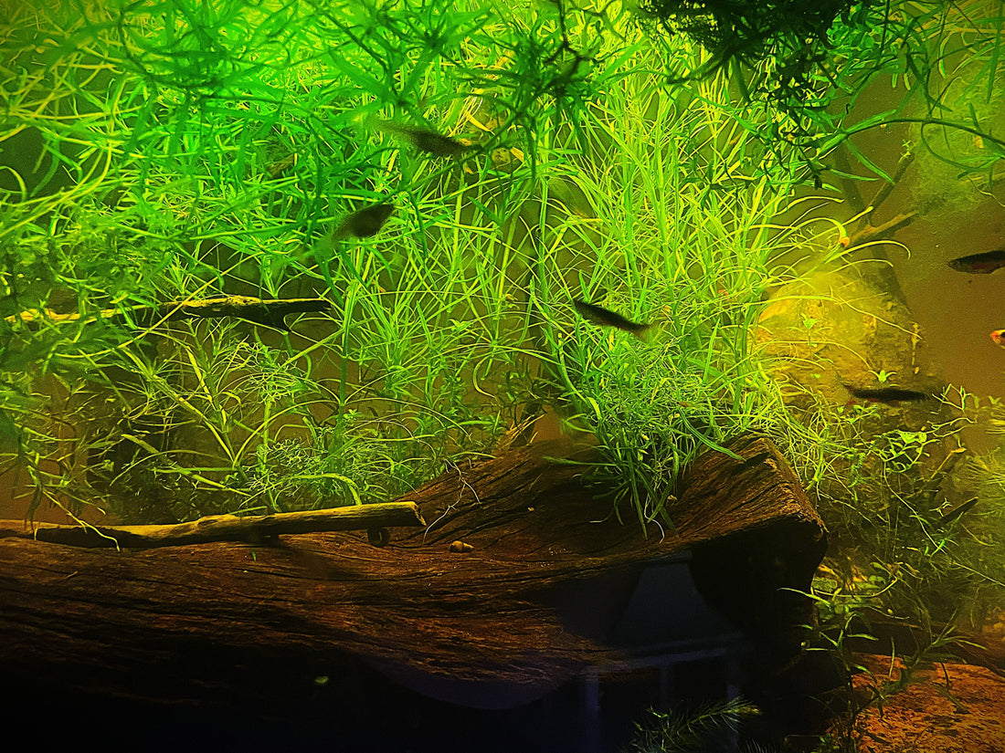 Beginner's Guide to Planted Aquariums: Benefits & Plant Types