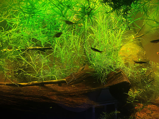 Beginner's Guide to Planted Aquariums: Benefits & Plant Types