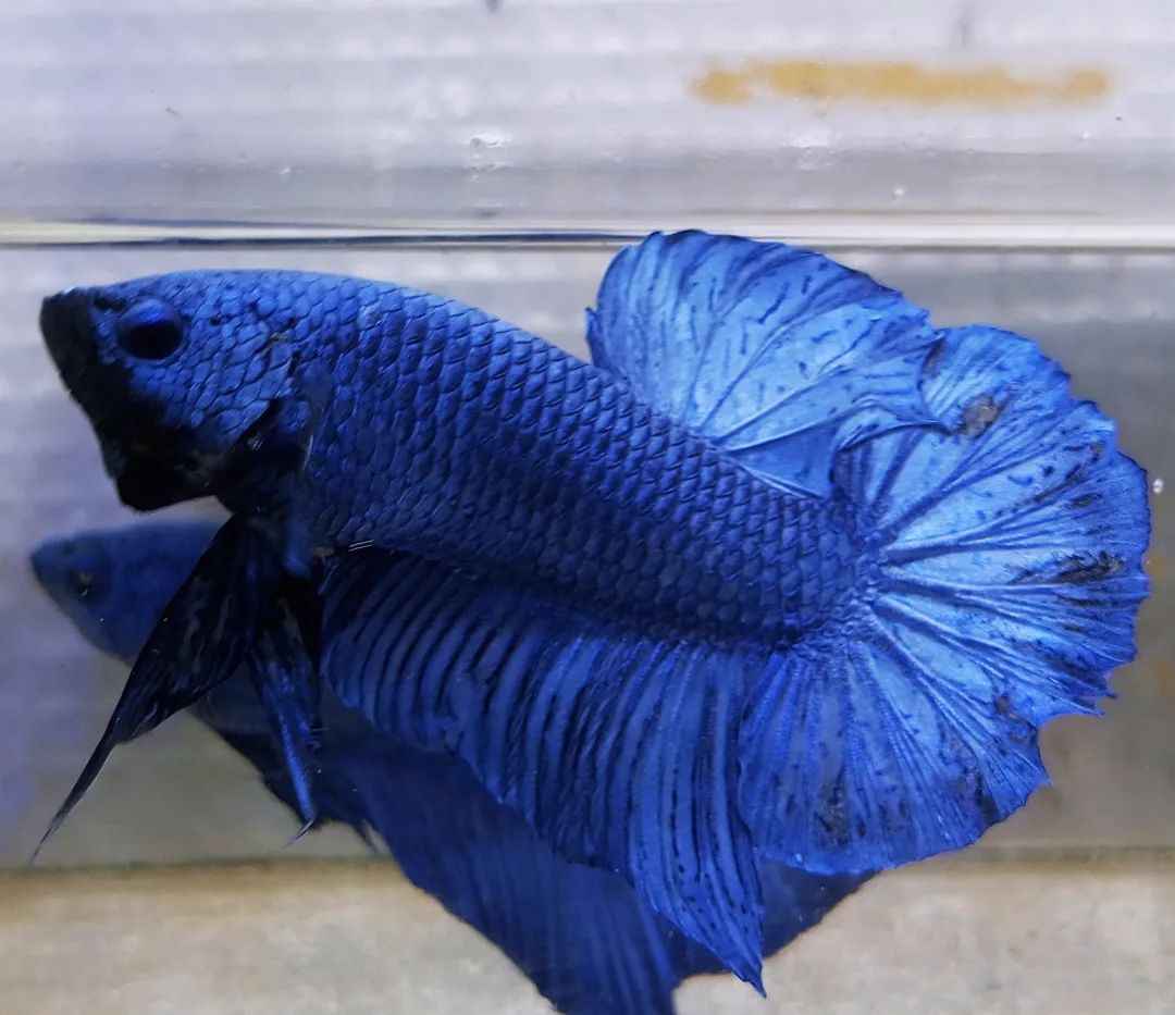 Male Blue Plakat Betta