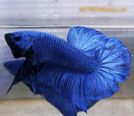 Male Blue Plakat Betta