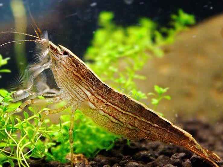 Bamboo Shrimp Care Guide: Tank Setup, Tank Mates & More