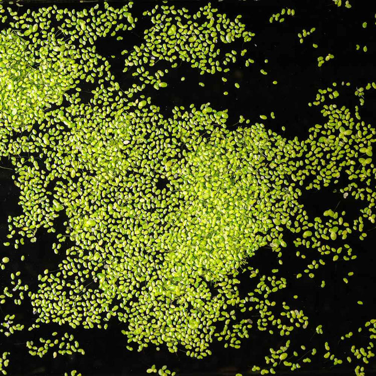 Duckweed