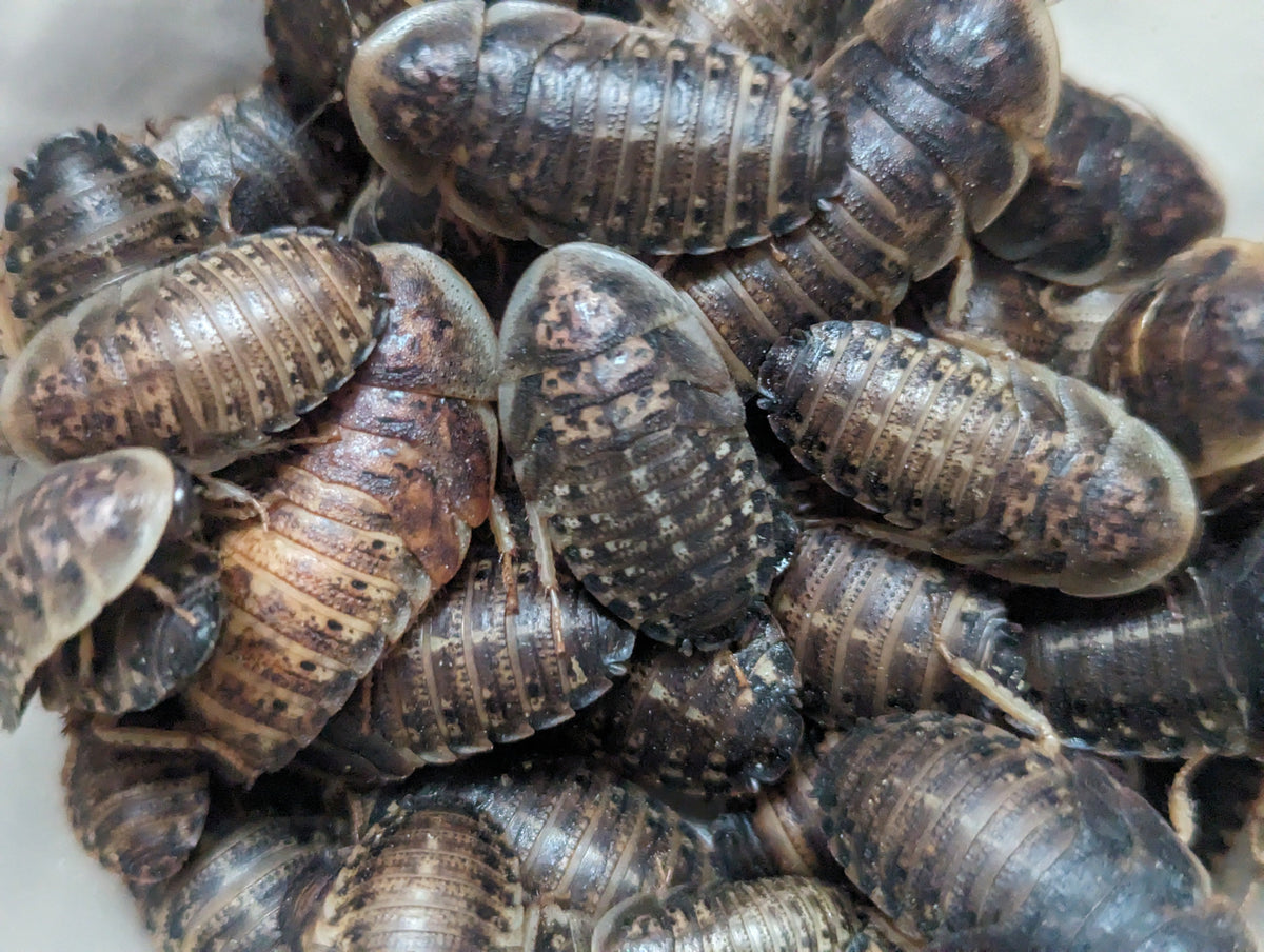 Live Foods (Feeder Insects)