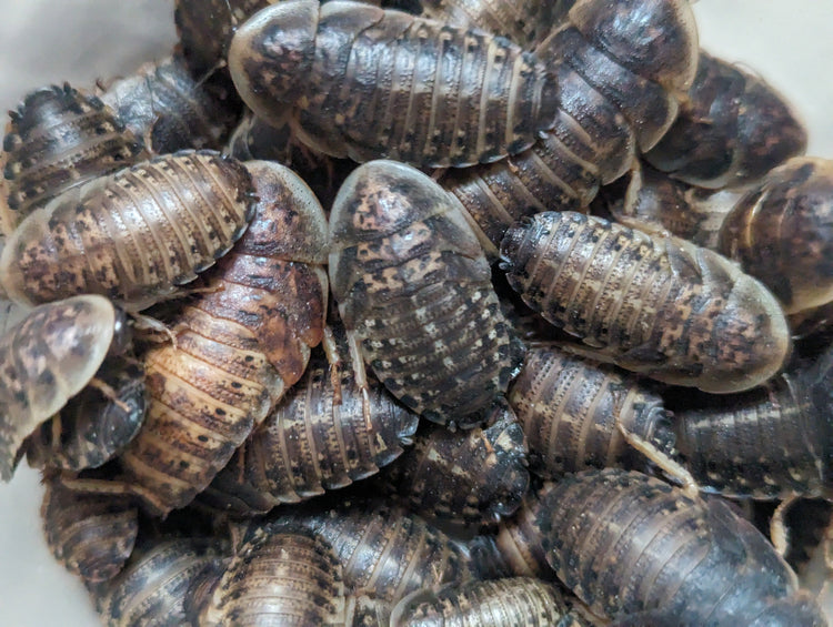 Live Foods (Feeder Insects)