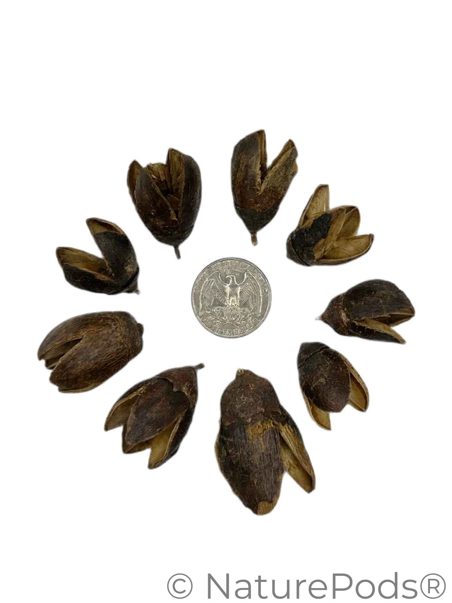 Bakuli Pods