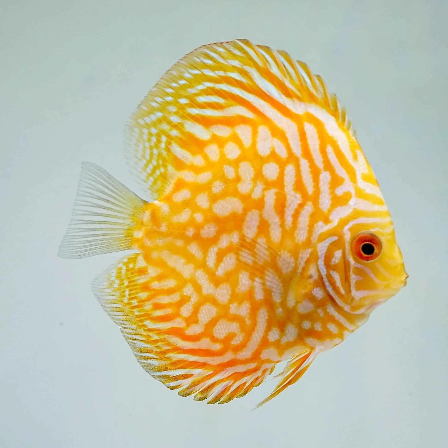 Yellow Pigeon Blood Discus