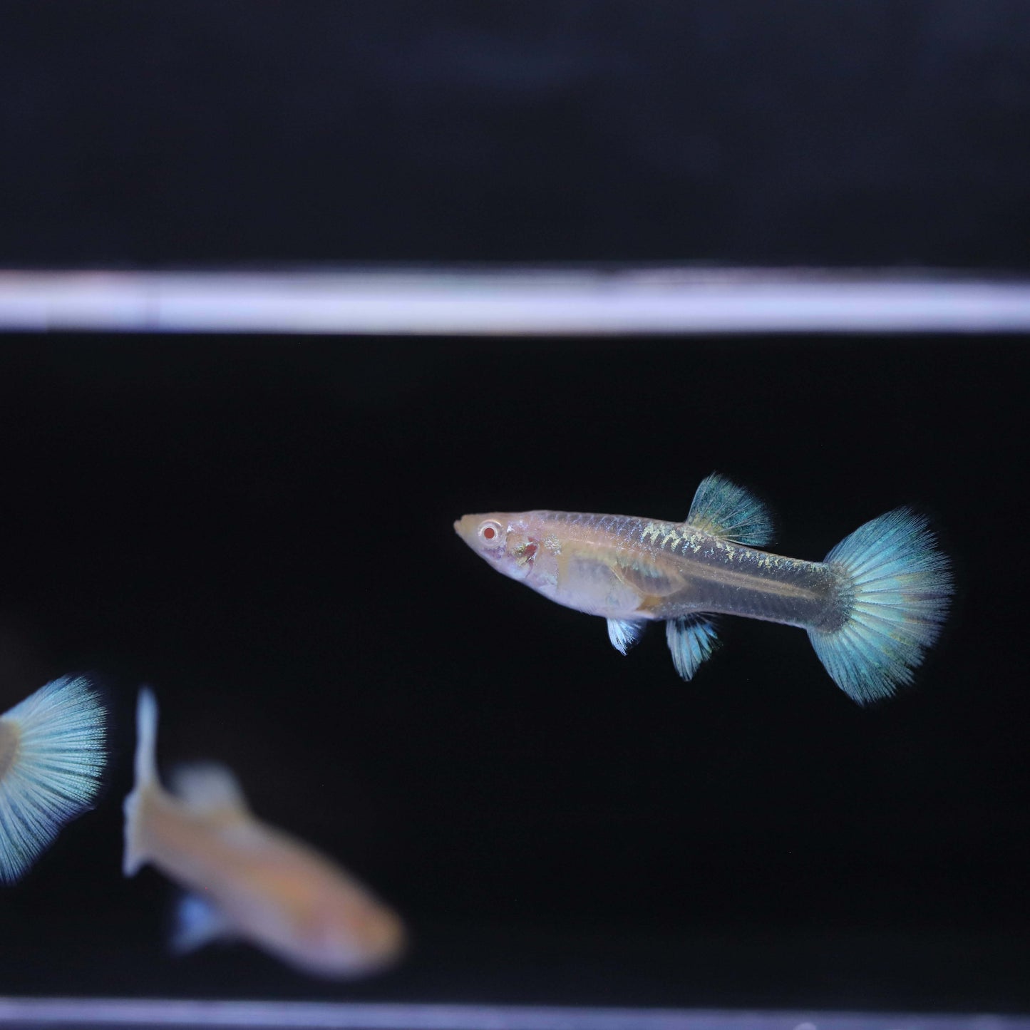 Albino Full White Platinum Guppy