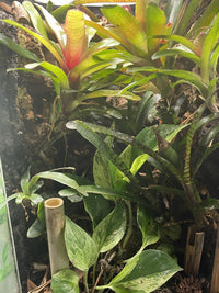 Bioactive Terrarium Supplies