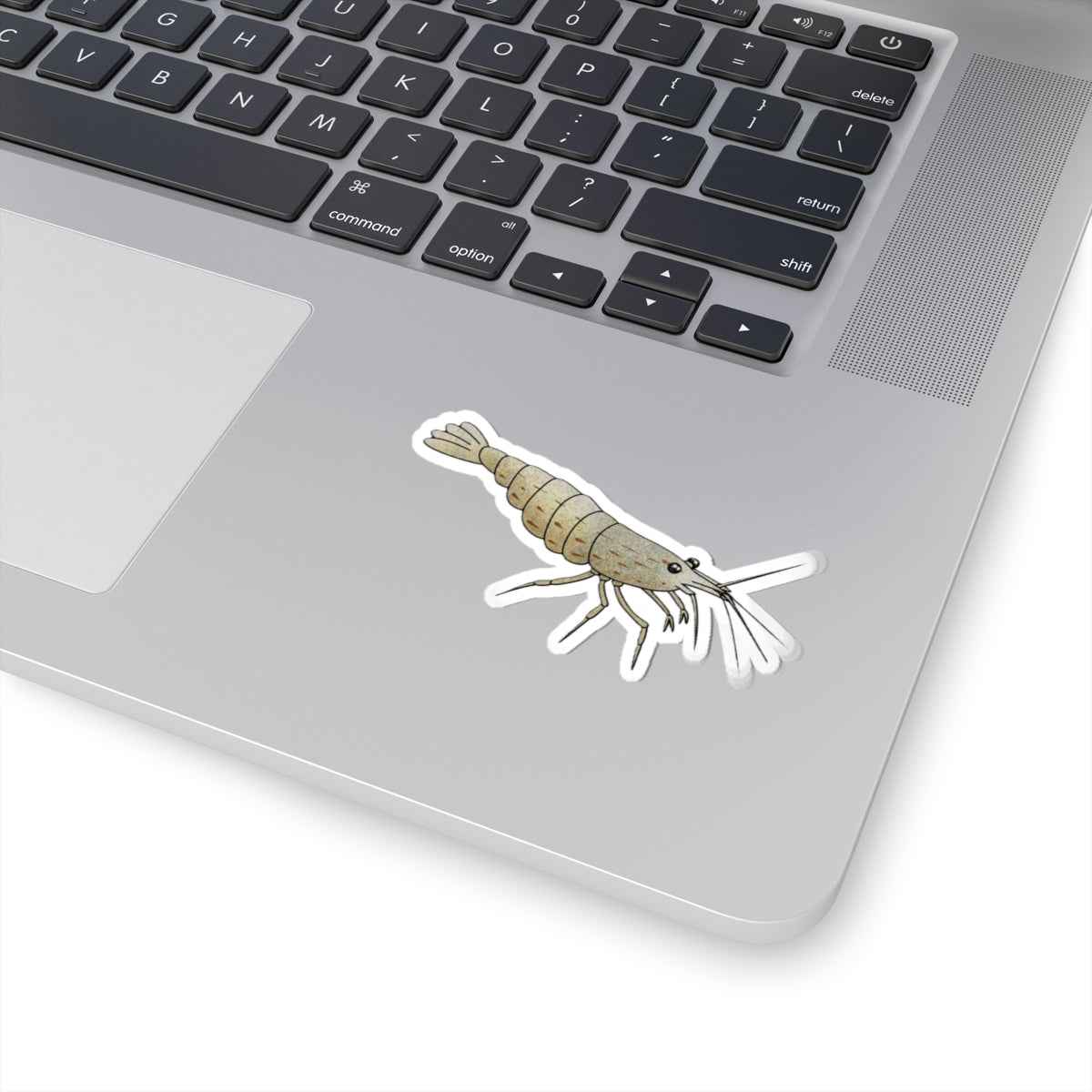 Scholarly Exotics Amano Shrimp Sticker