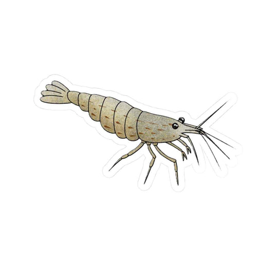 Scholarly Exotics Amano Shrimp Sticker