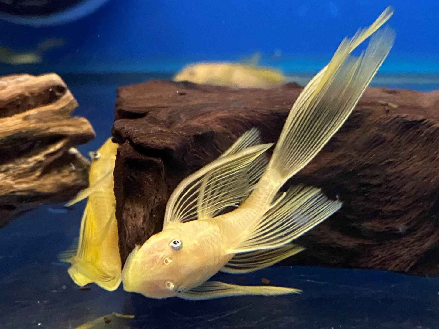 L144 Blue Eye Lemon Bristlenose Pleco (Ancistrus sp)