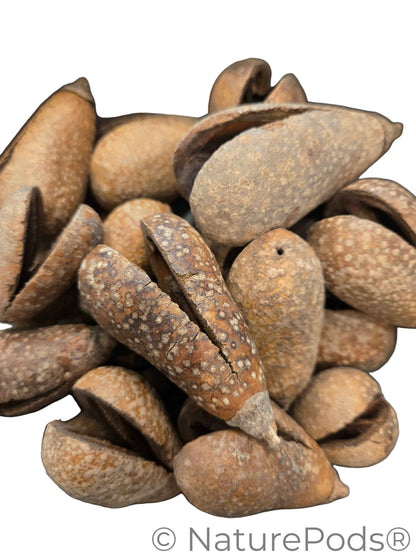 Whole Pear Pods