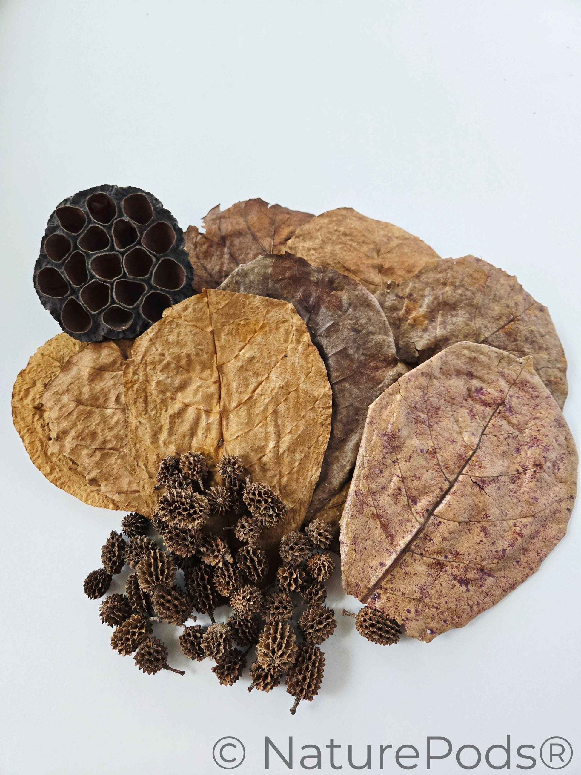 Aquarium Botanical Tannin Pack - Catappa Leaves, Casuarina Cones, Lotus Seed Pod