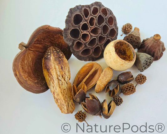 Assorted Botanical Seed Pod Pack