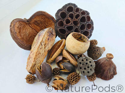 Assorted Botanical Seed Pod Pack