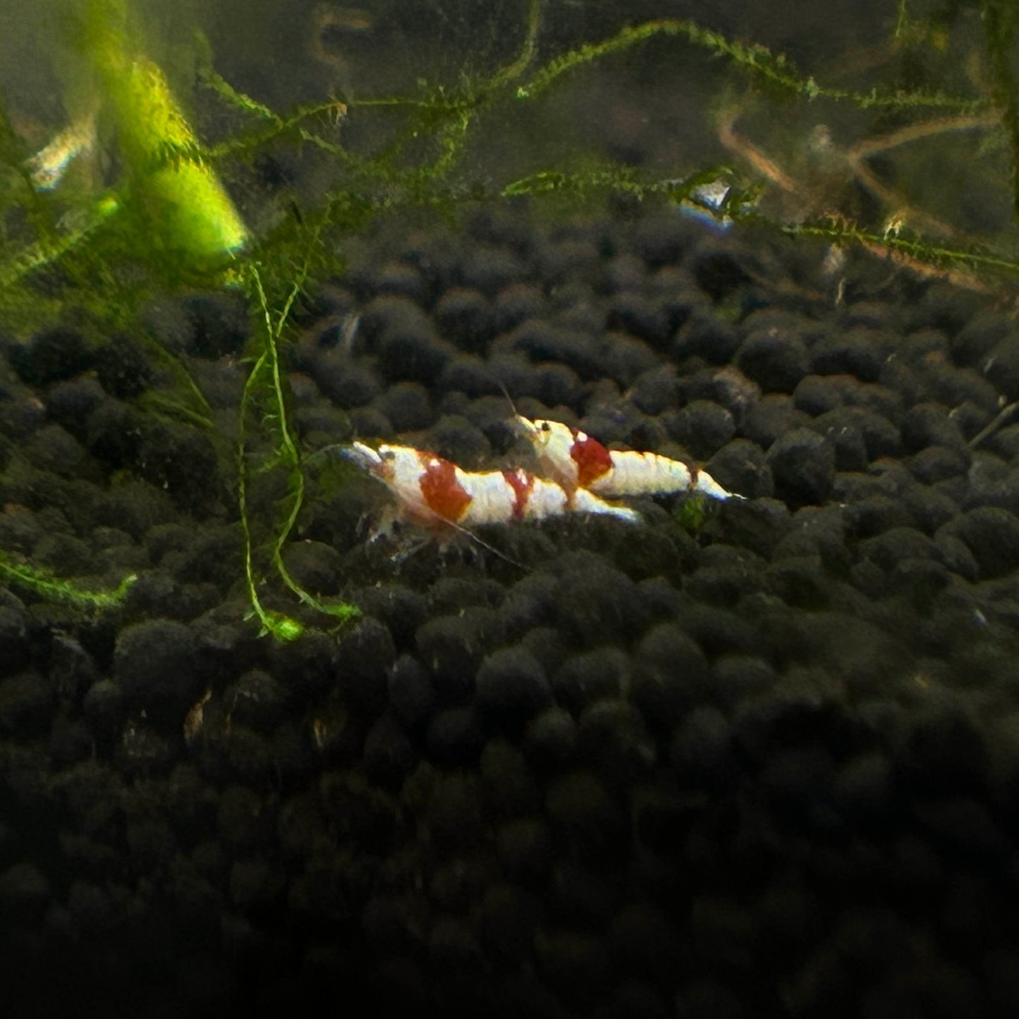 Pure Red Line Shrimp