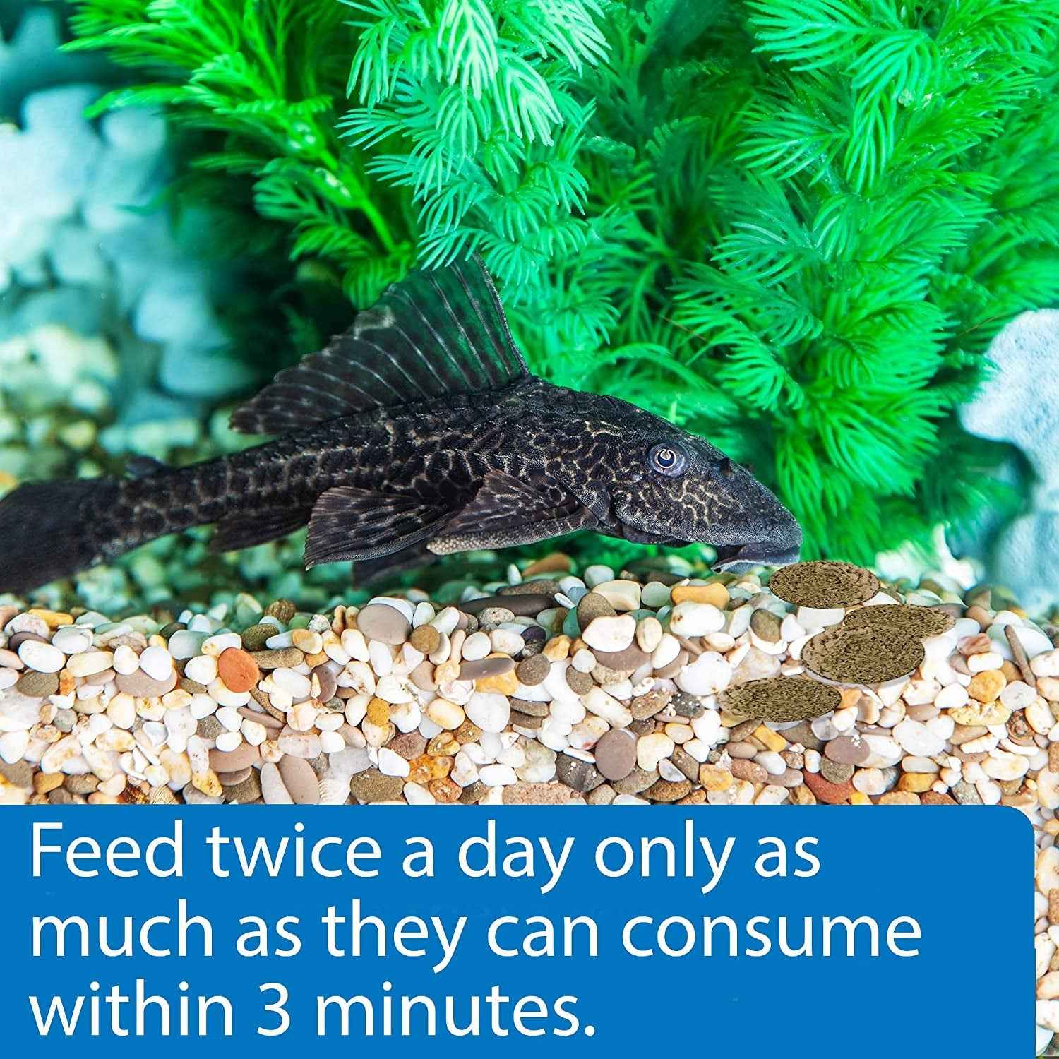 ALGAE EATER WAFERS Algae Wafer Fish Food