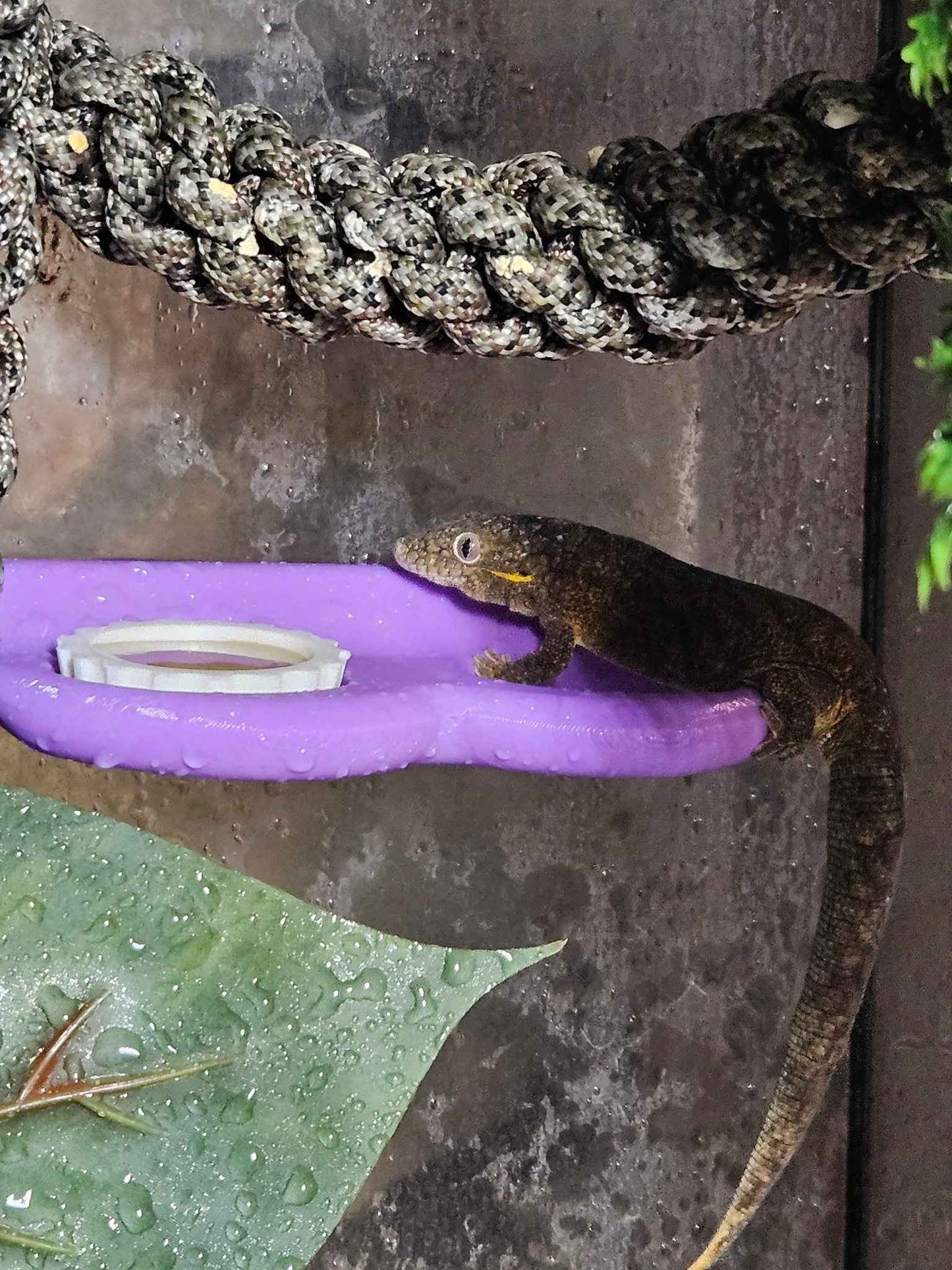 2 Slot Gecko Feeding Ledge