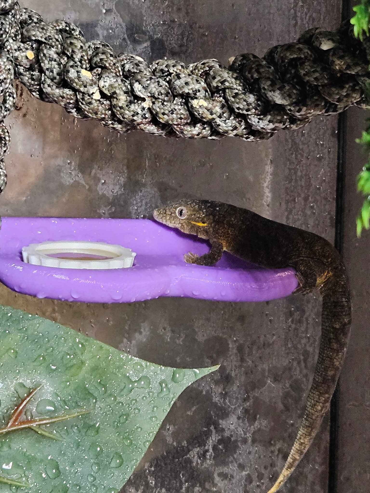 2 Slot Gecko Feeding Ledge