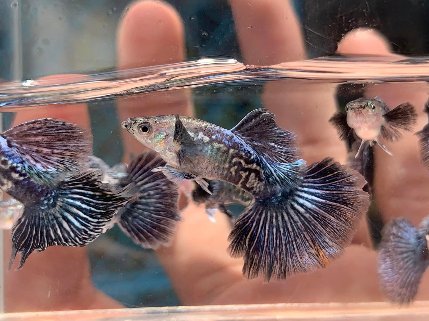 Indonesia Blue Dragon Guppy