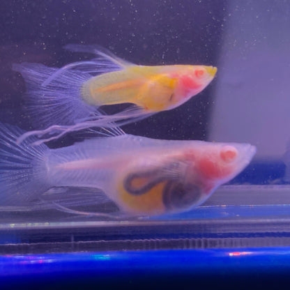 Full Glass Belly See Through Ribbon Guppy