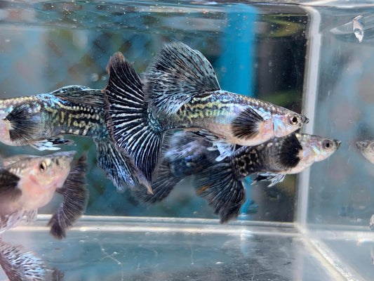 Indonesia Blue Dragon Guppy
