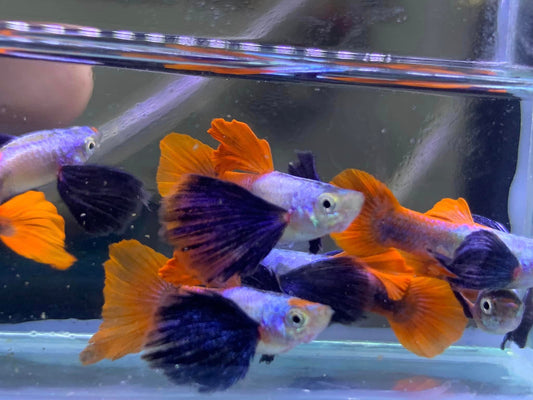 Platinum Dumbo Ear Redtail Guppy