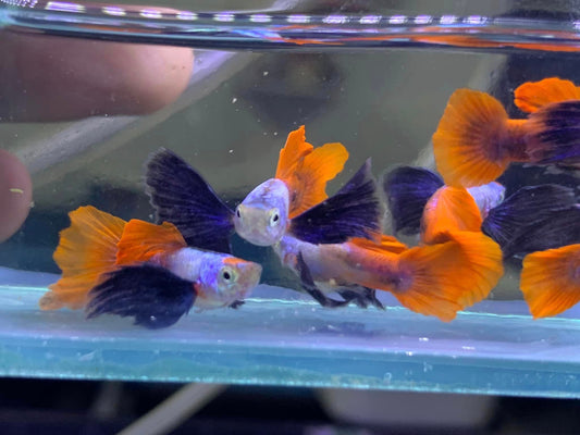 Platinum Dumbo Ear Redtail Guppy