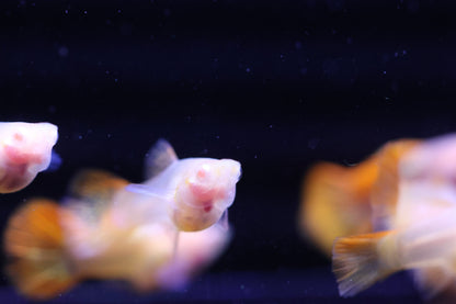 Albino Red Dragon Short Glass Belly Guppy