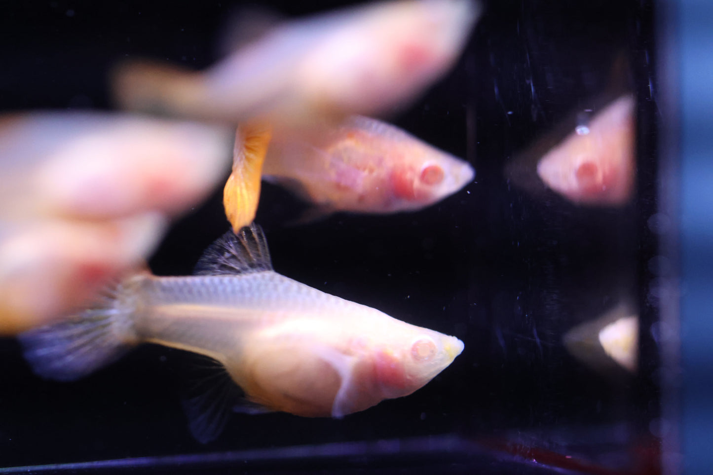 Albino Red Dragon Short Glass Belly Guppy