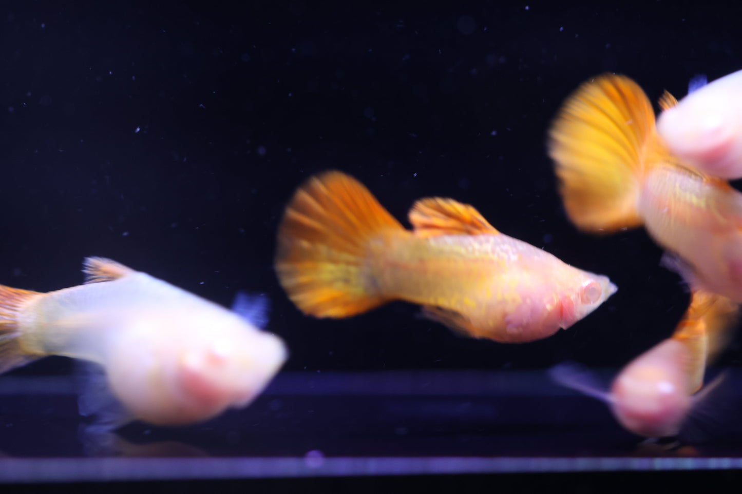 Albino Red Dragon Short Glass Belly Guppy