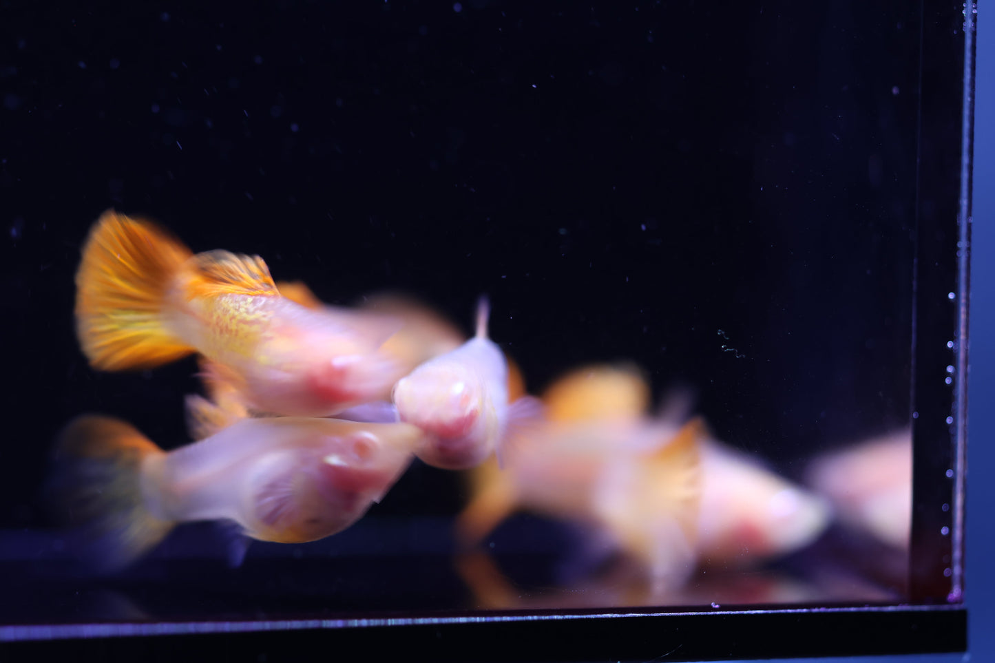 Albino Red Dragon Short Glass Belly Guppy