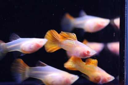 Albino Red Dragon Short Glass Belly Guppy