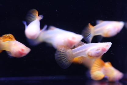 Albino Red Dragon Short Glass Belly Guppy