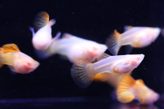 Albino Red Dragon Short Glass Belly Guppy