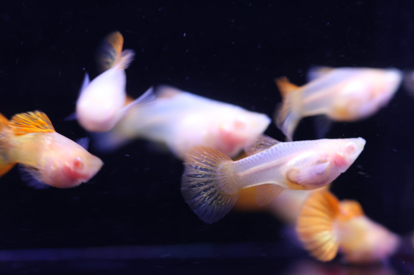 Albino Red Dragon Short Glass Belly Guppy