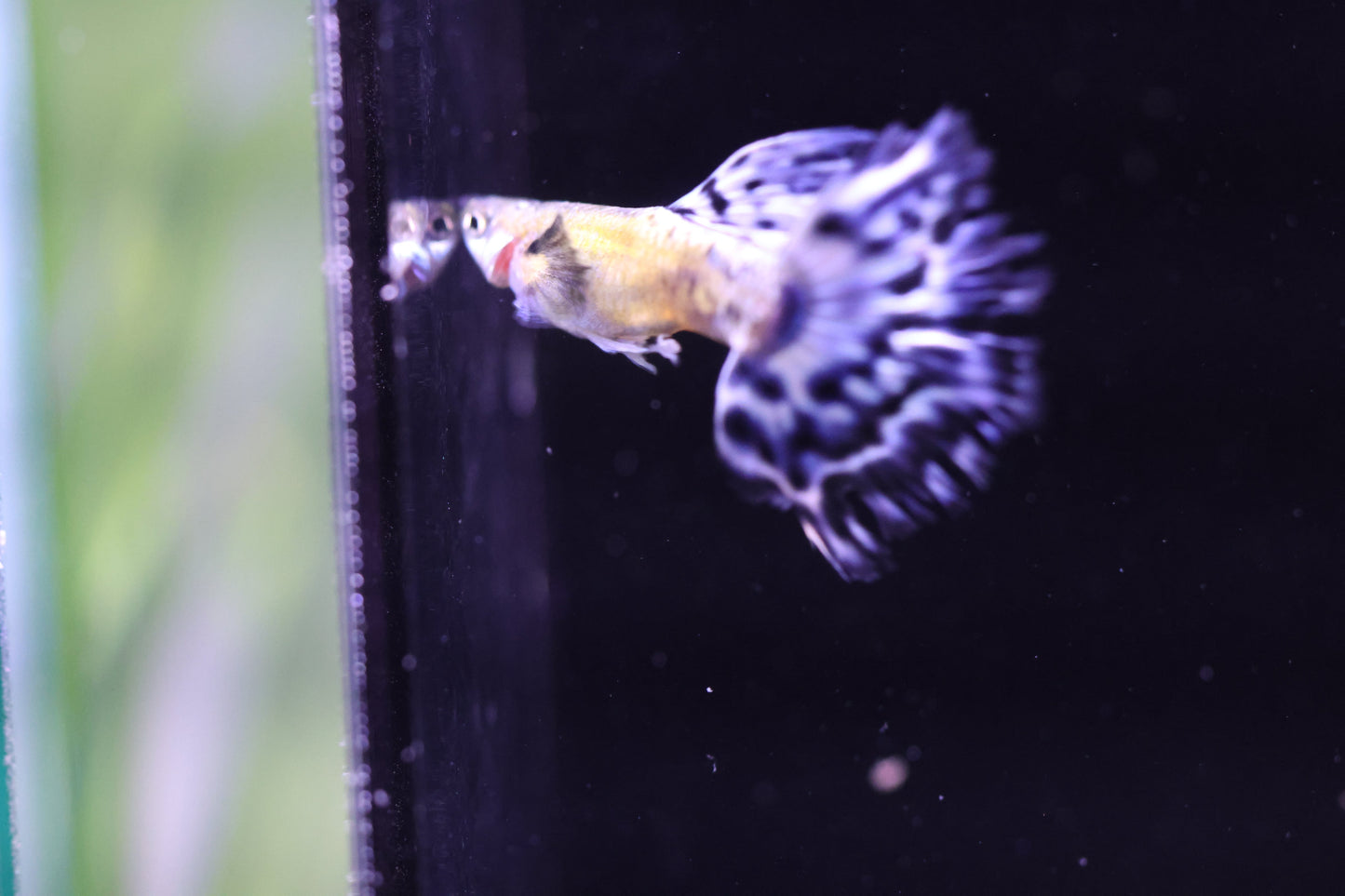 Purple Ivory Mosaic Guppy