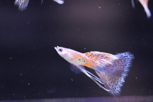 Pink Grass Ribbon Guppy